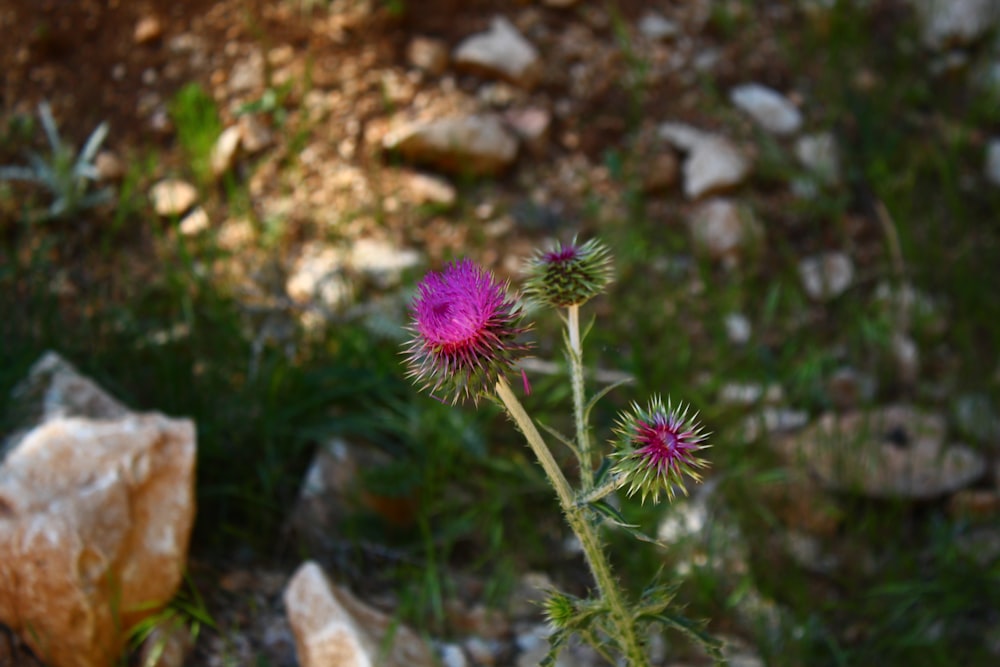 a small purple flower sitting on top of a rock