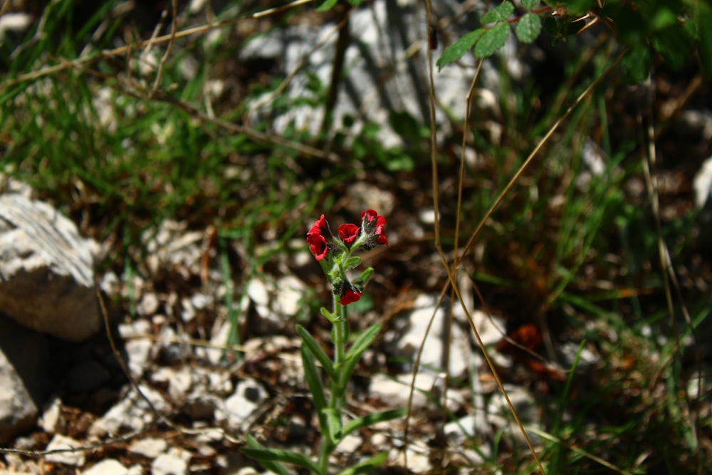 a small red flower sitting on top of a rocky ground