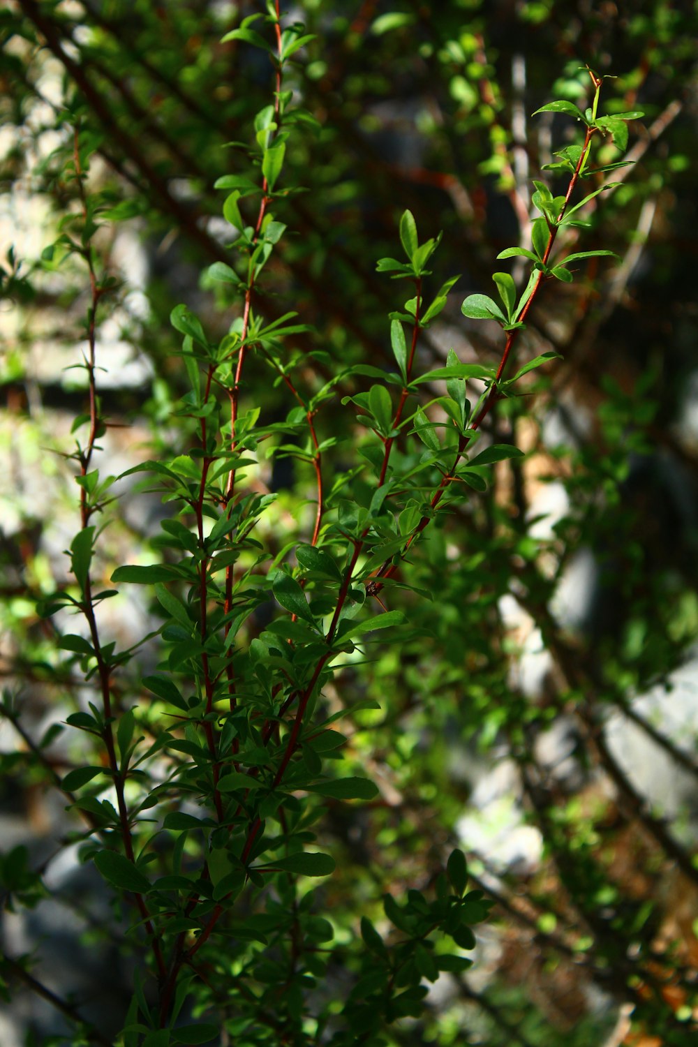 a close up of a tree branch with green leaves