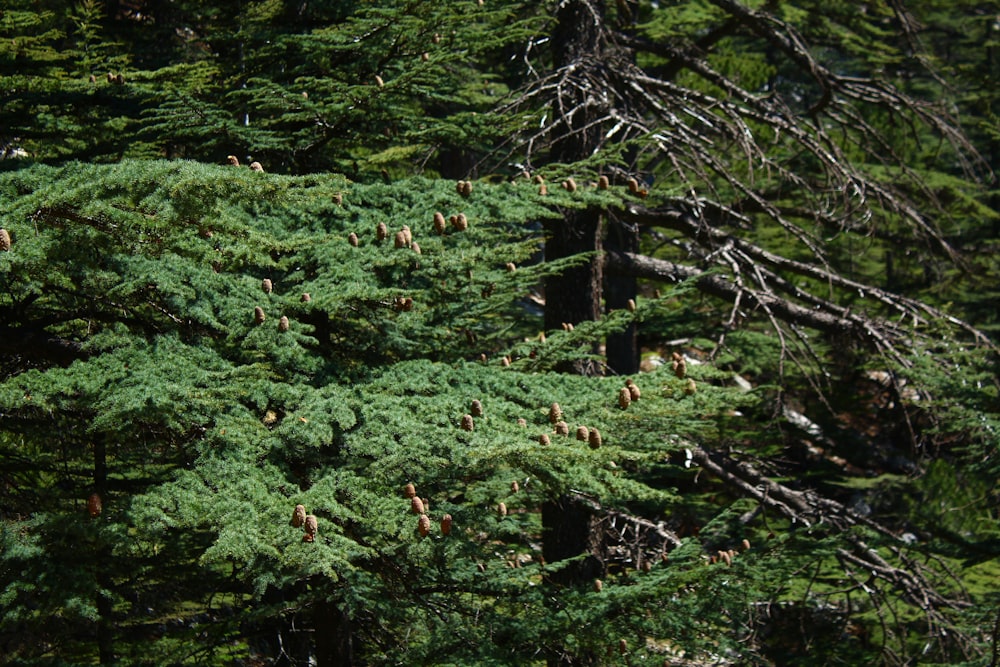 a large group of birds sitting on top of a green tree