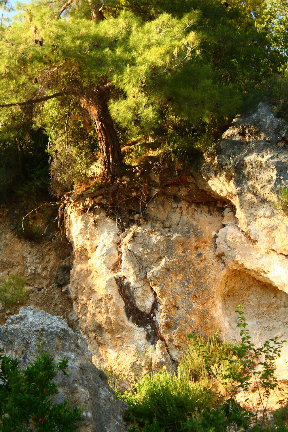 a tree growing out of a crack in a rock