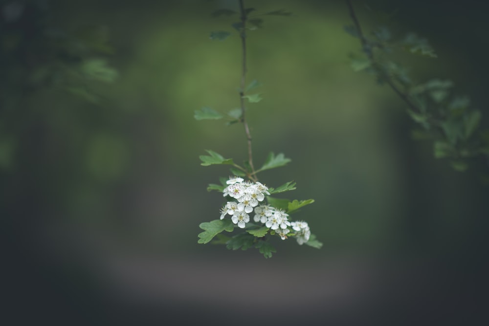 a bunch of small white flowers hanging from a tree