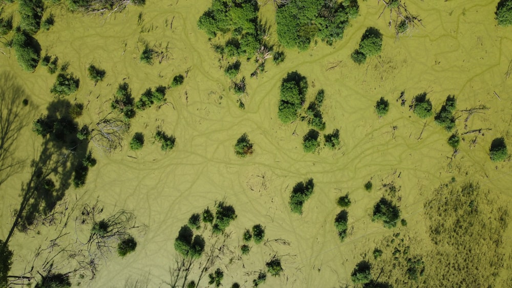 an aerial view of a green area with trees