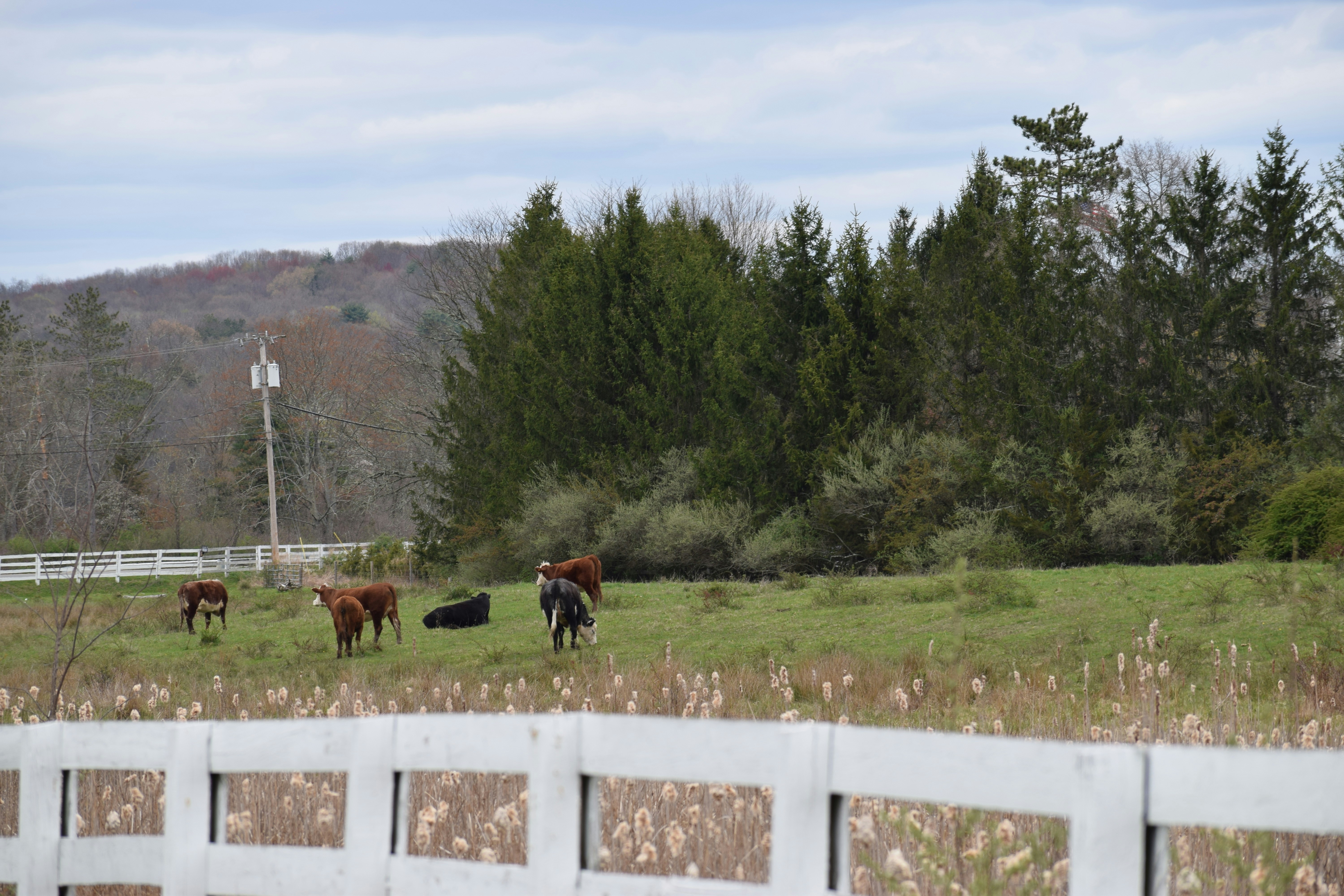 Cows In Field Pictures | Download Free Images on Unsplash