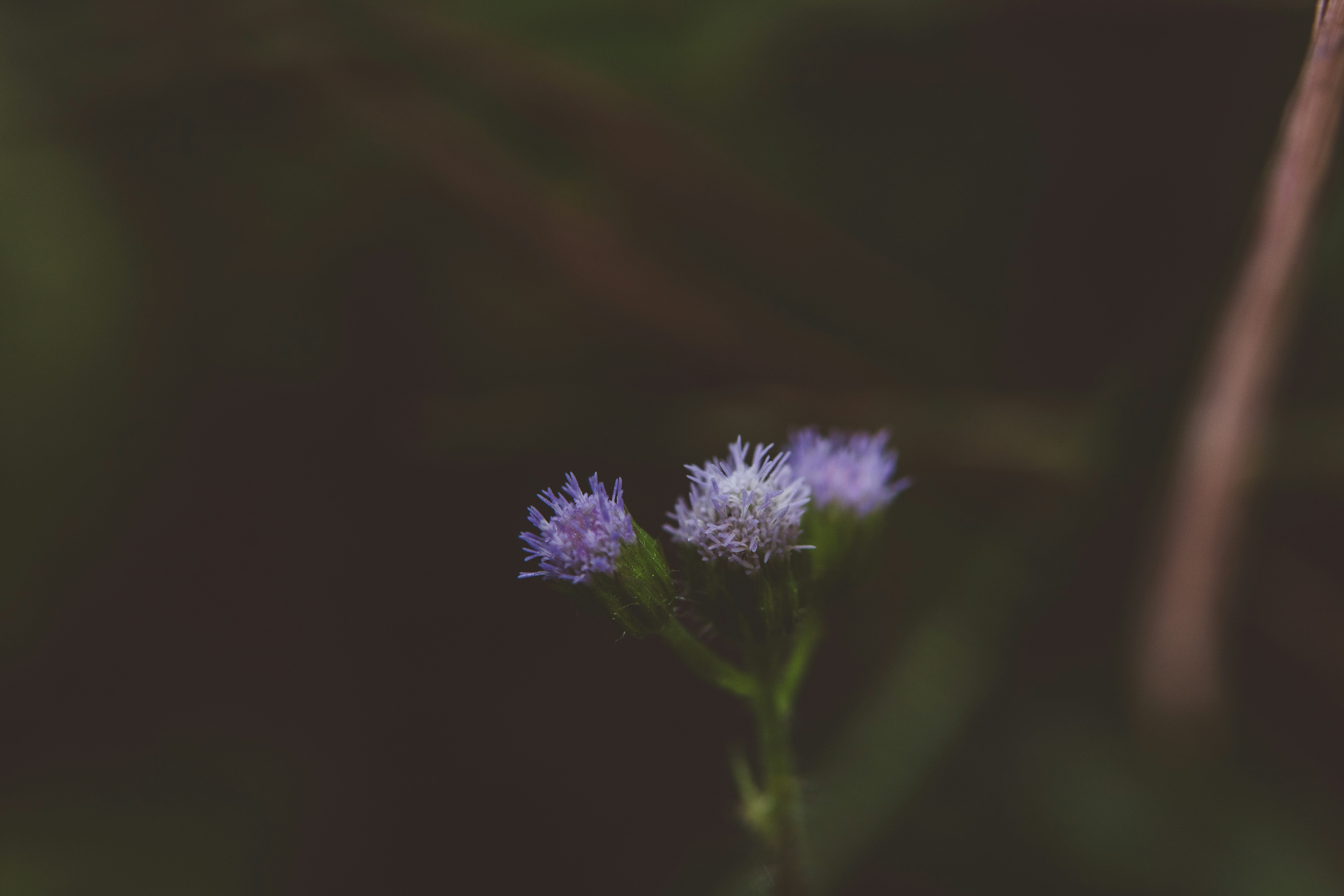 Photo by rrodriguesim