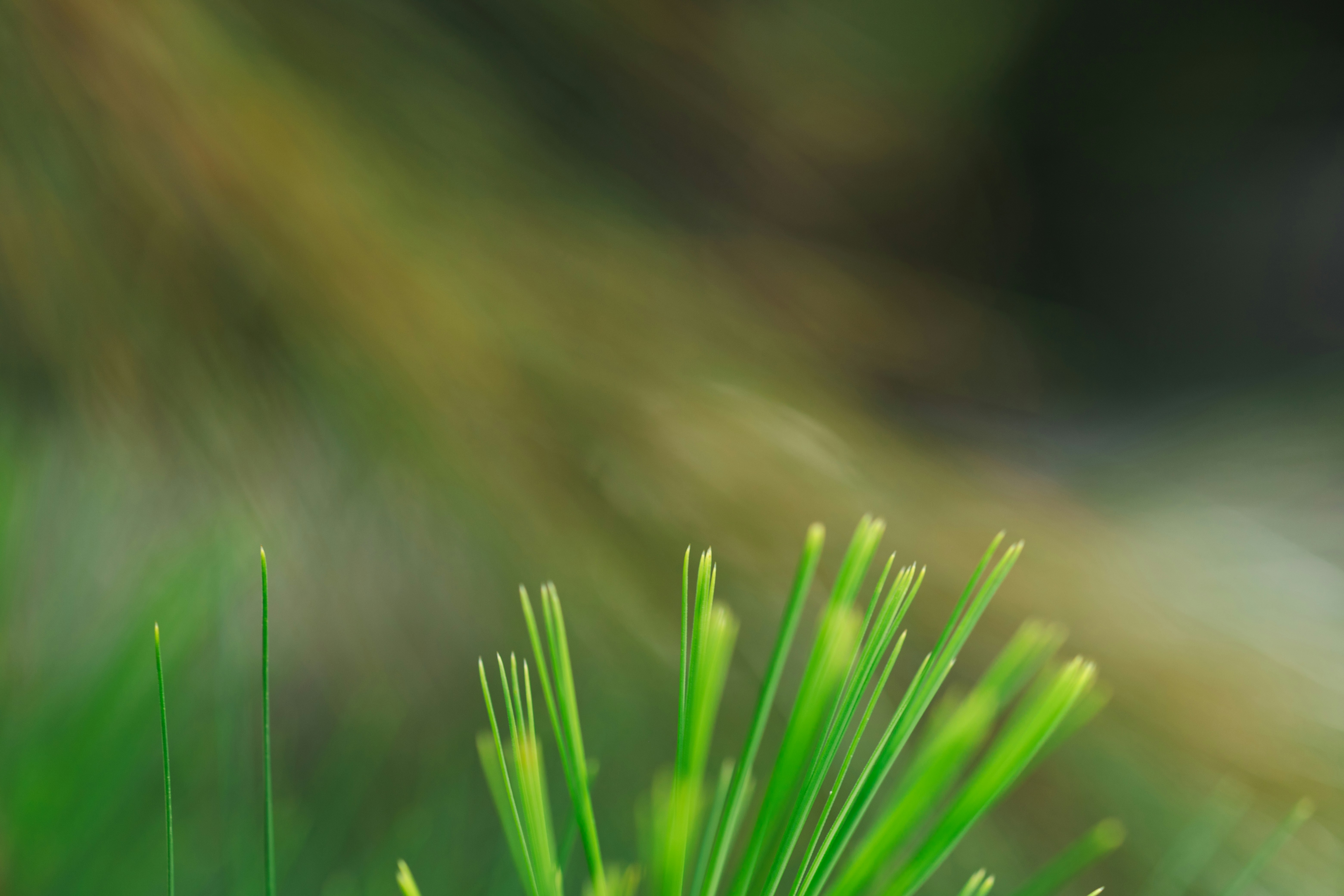 Photo by rrodriguesim