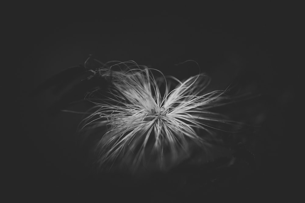 a black and white photo of a flower