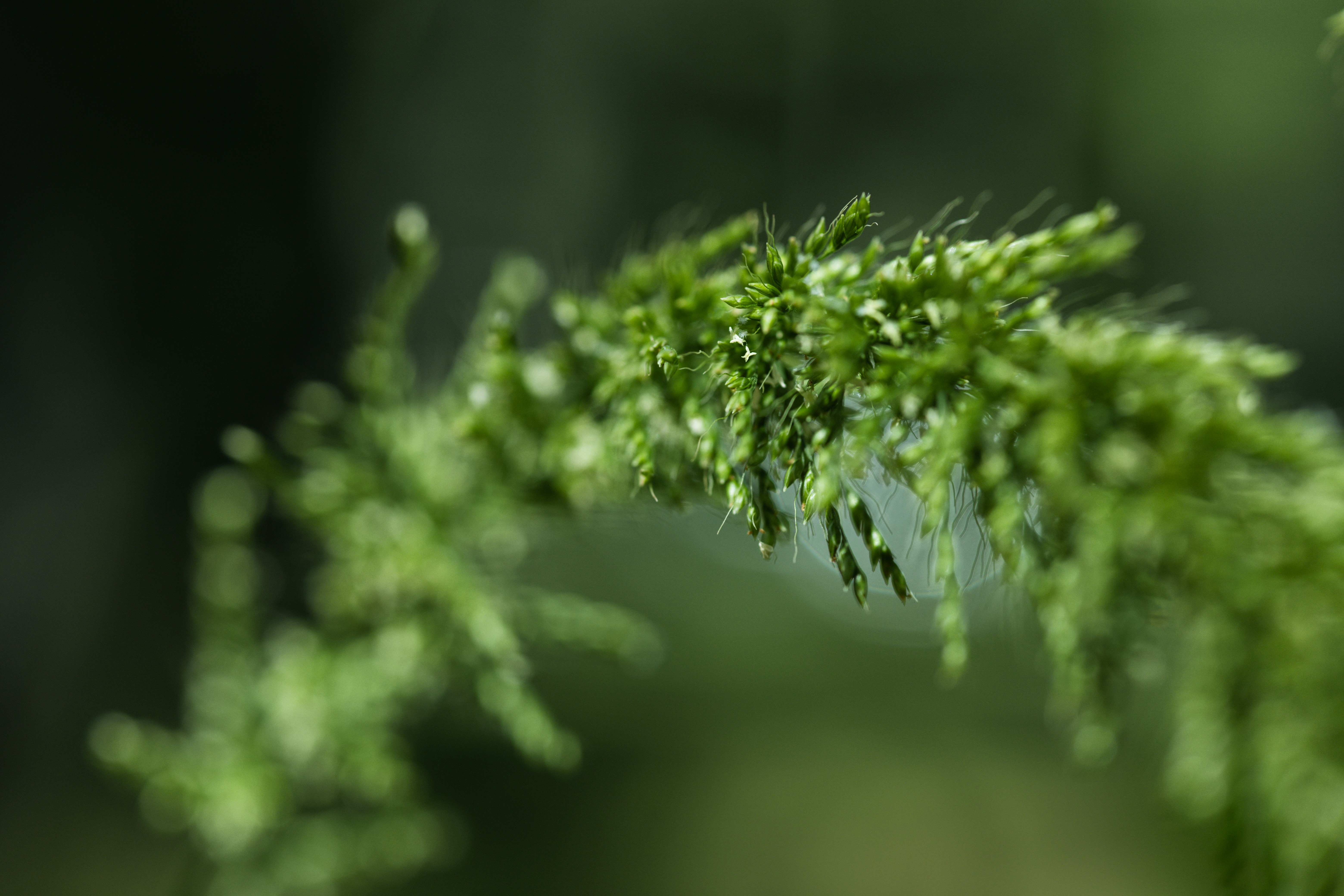 Photo by rrodriguesim