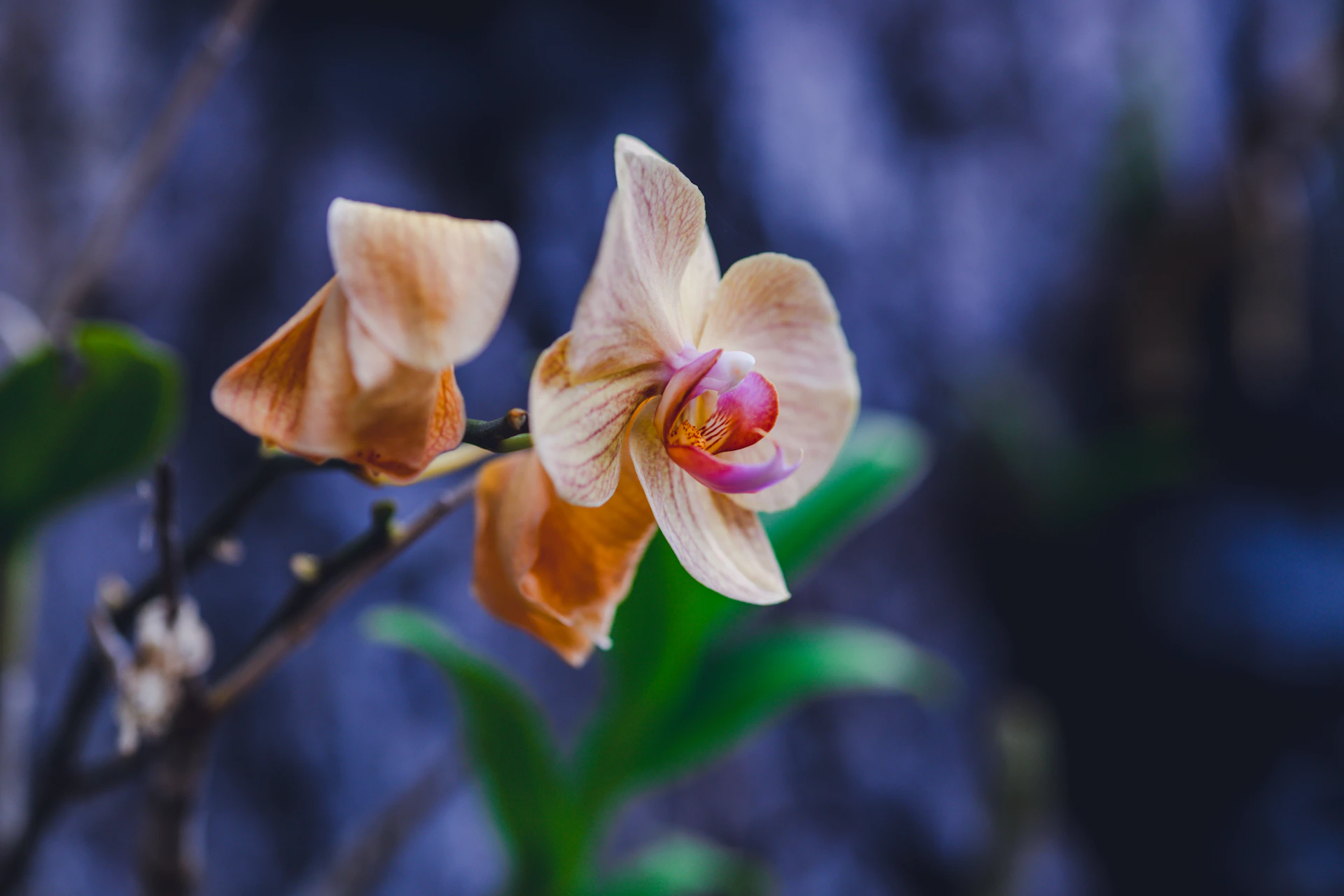 a close up of a flower on a tree branch