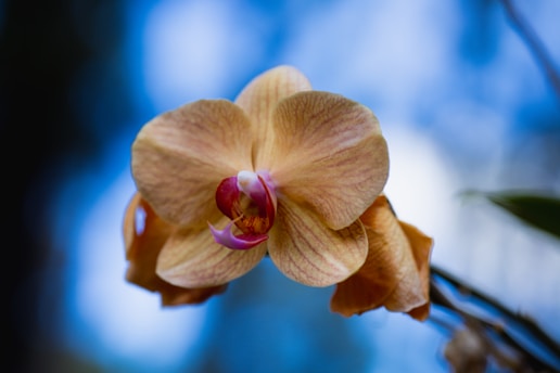 a close up of a flower on a plant