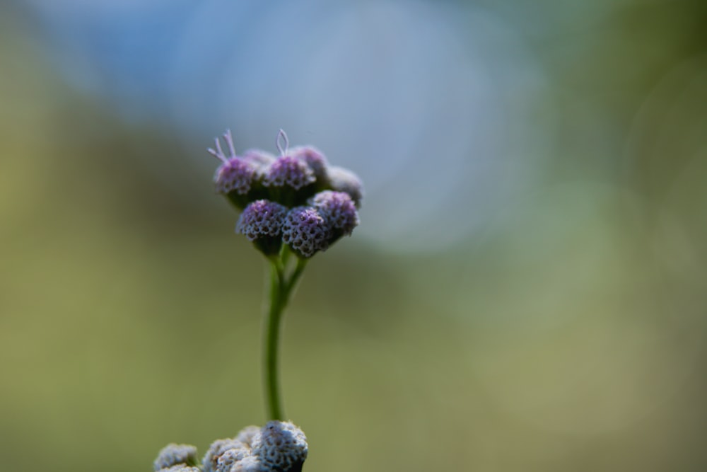 a close up of a flower with a blurry background