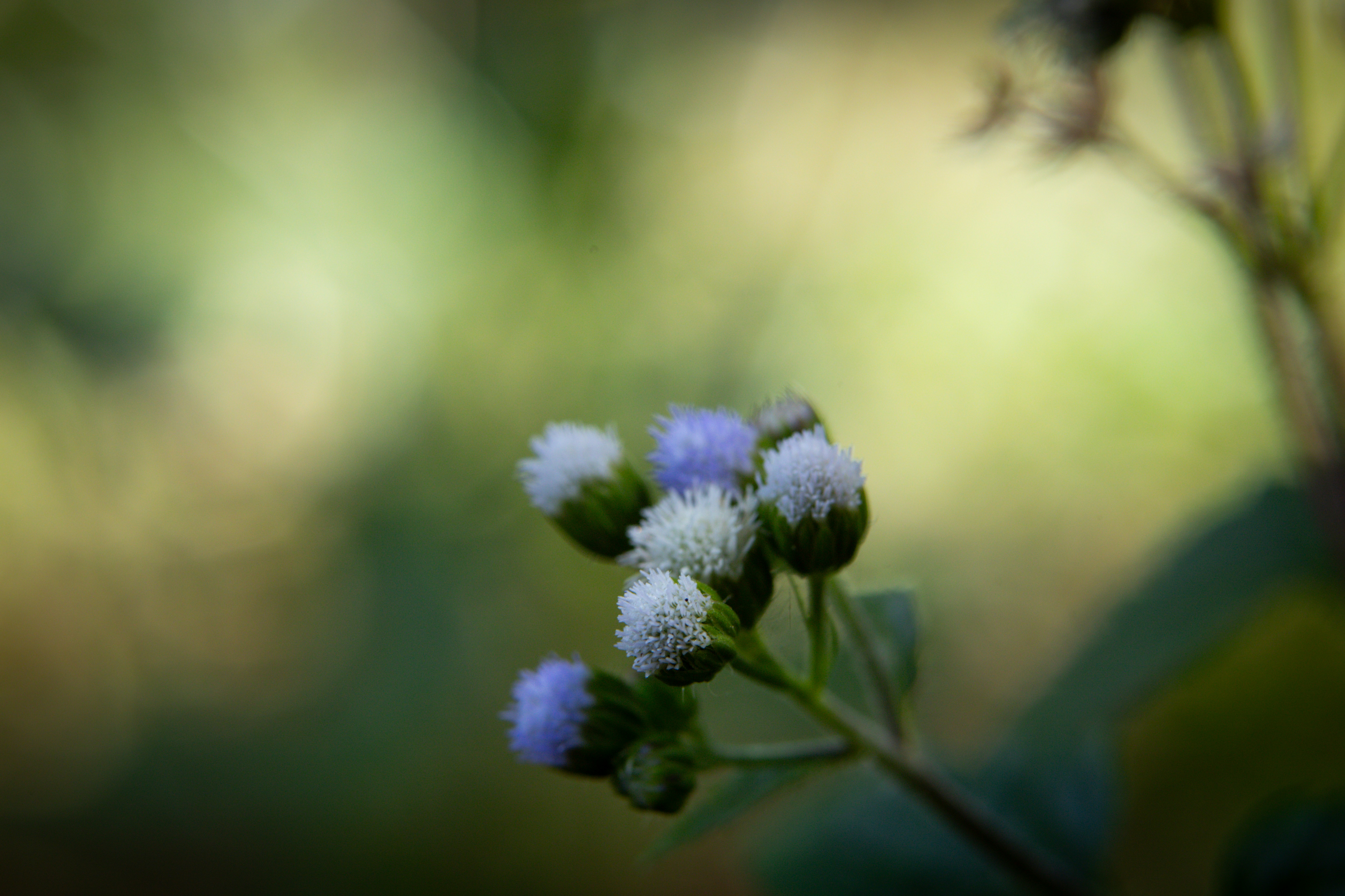 Photo by rrodriguesim