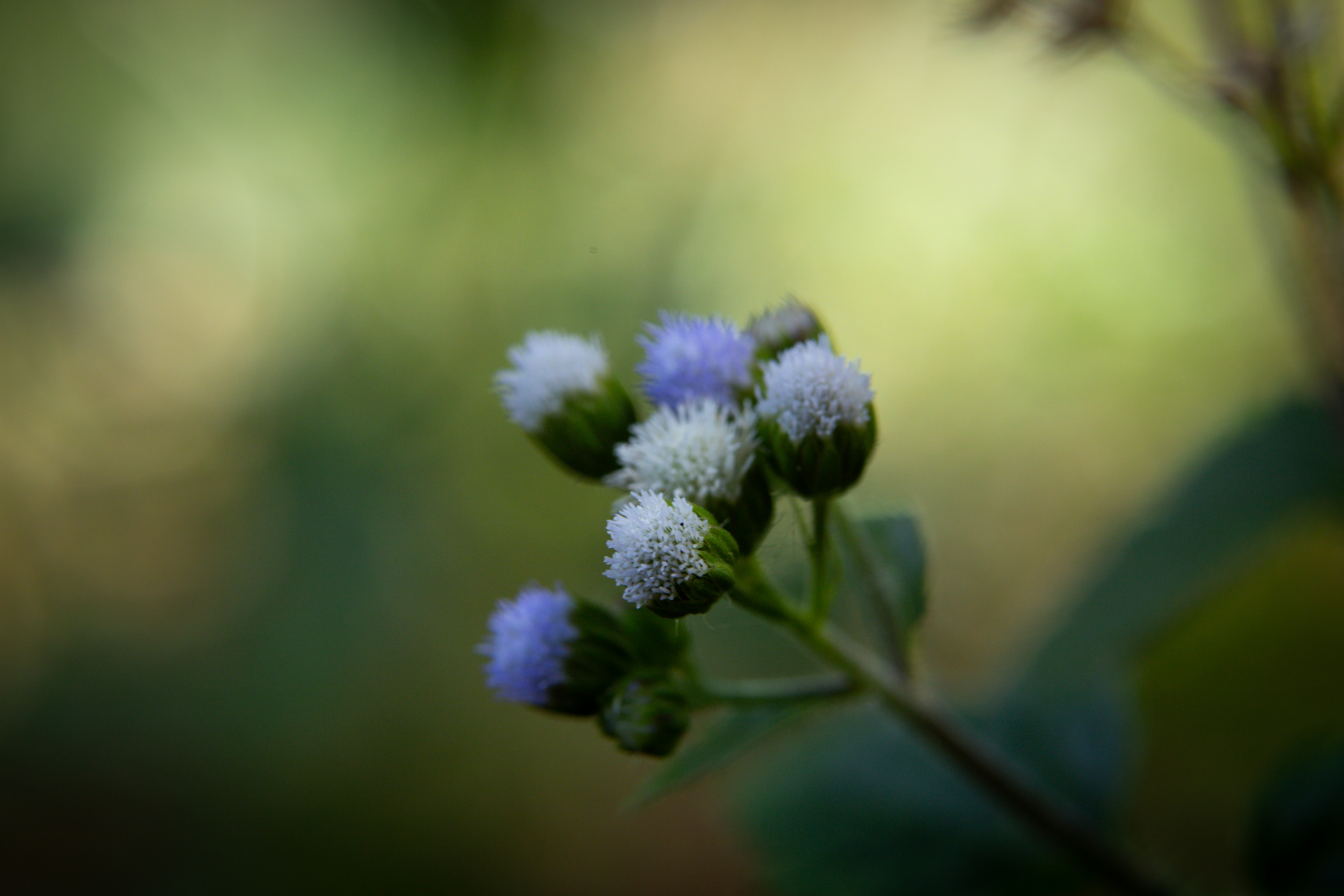 Photo by rrodriguesim