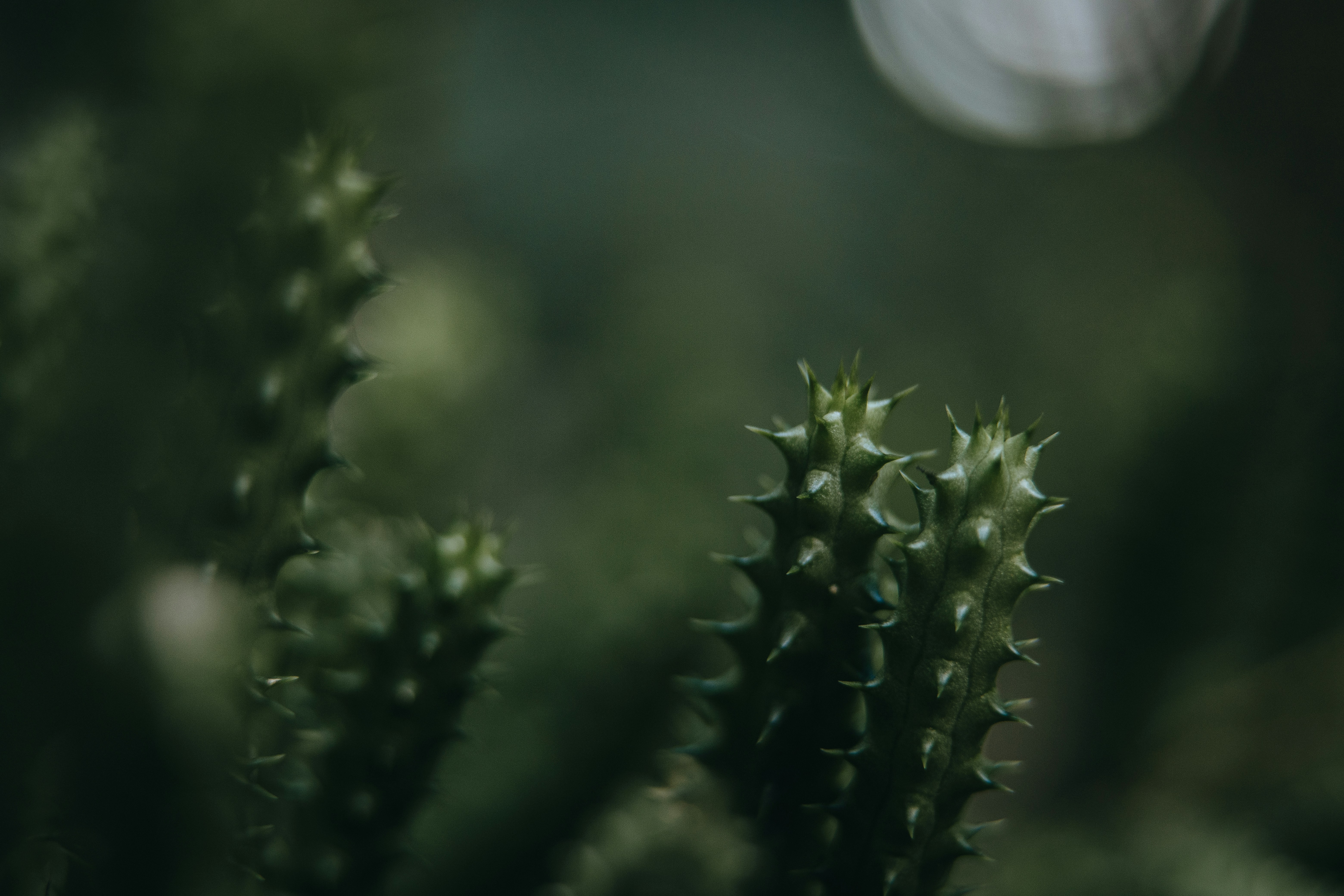 Photo by rrodriguesim