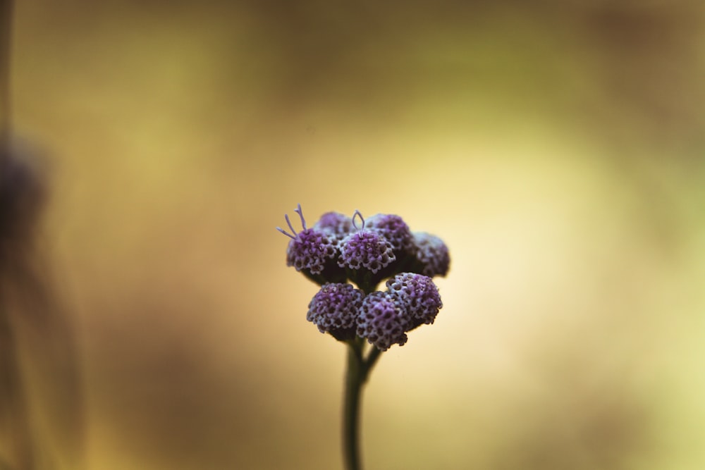 a close up of a purple flower with a blurry background