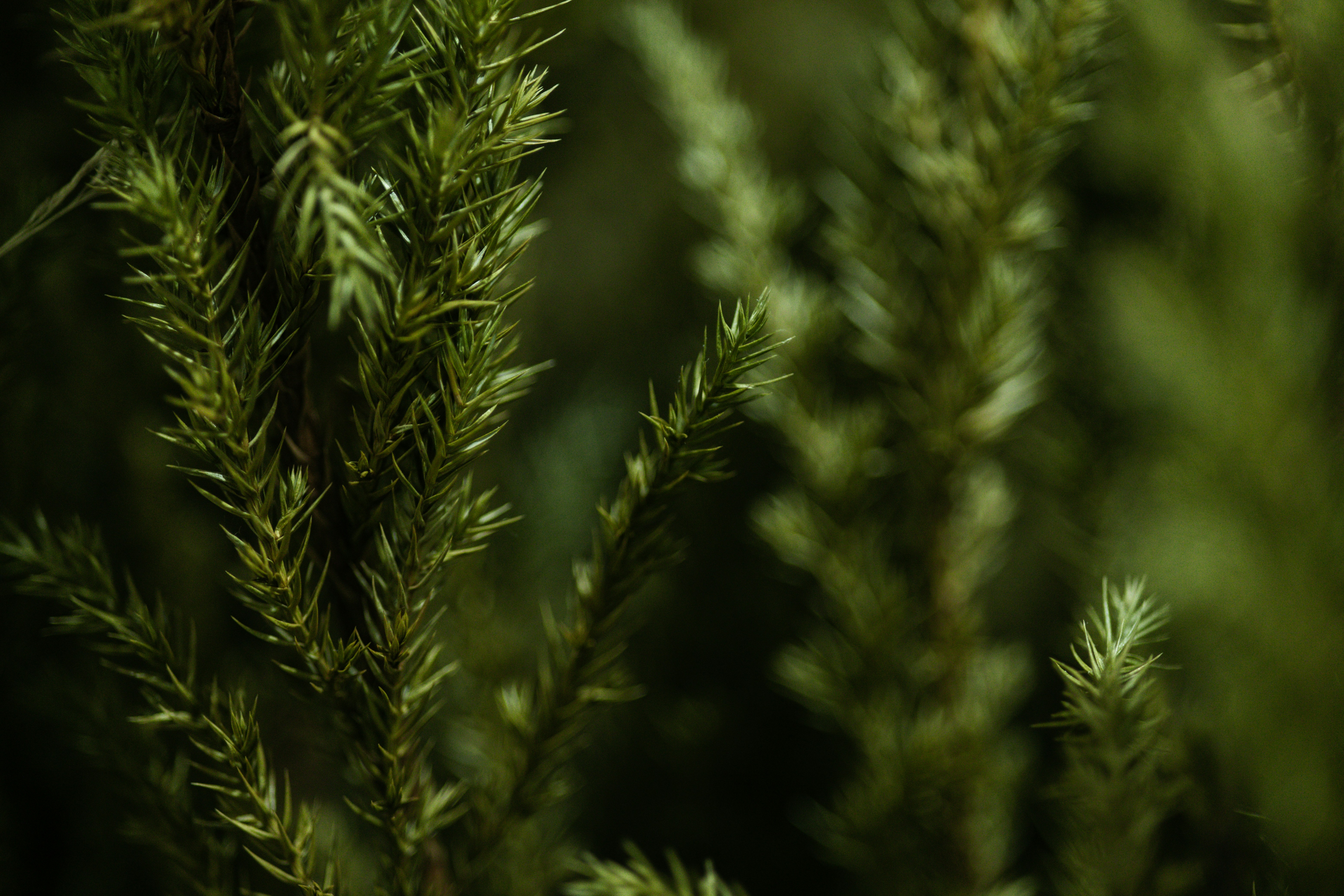 Photo by rrodriguesim