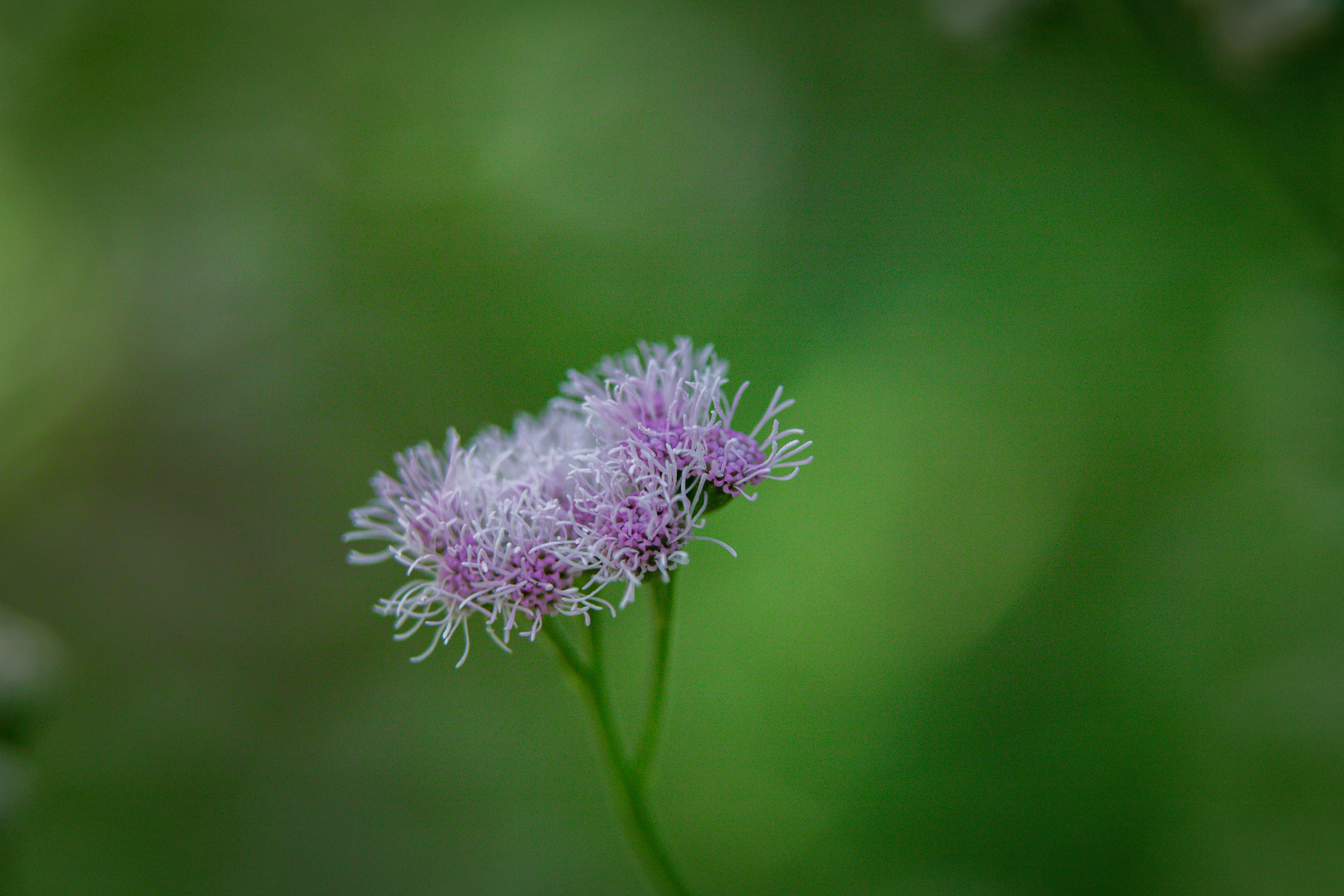 Photo by rrodriguesim