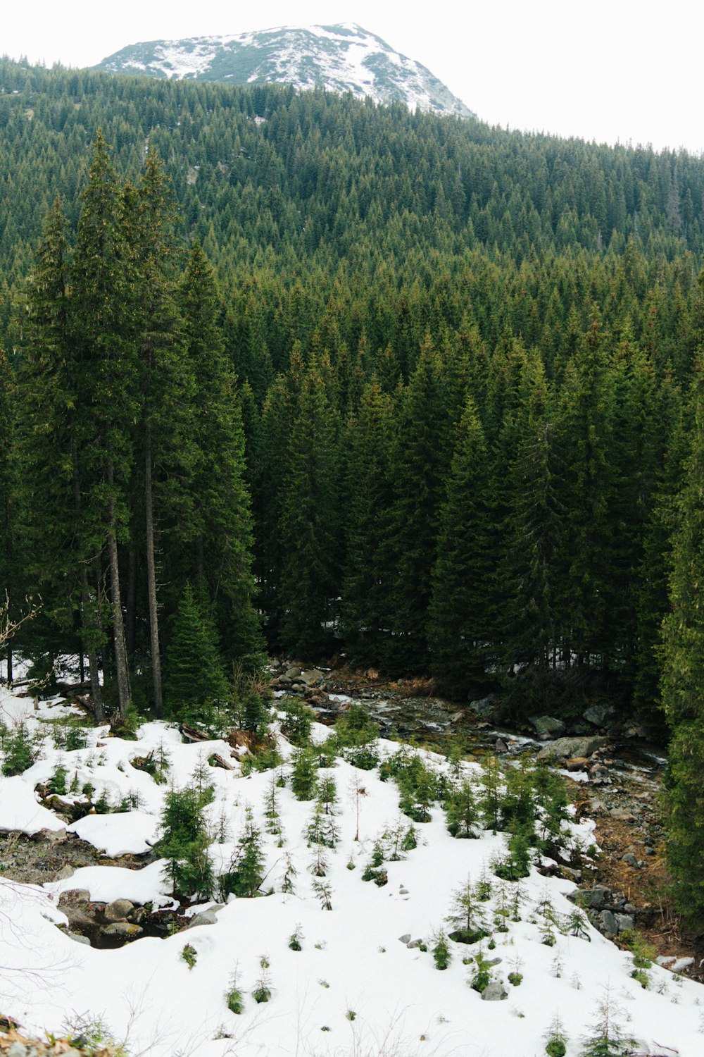 a snow covered forest with a mountain in the background