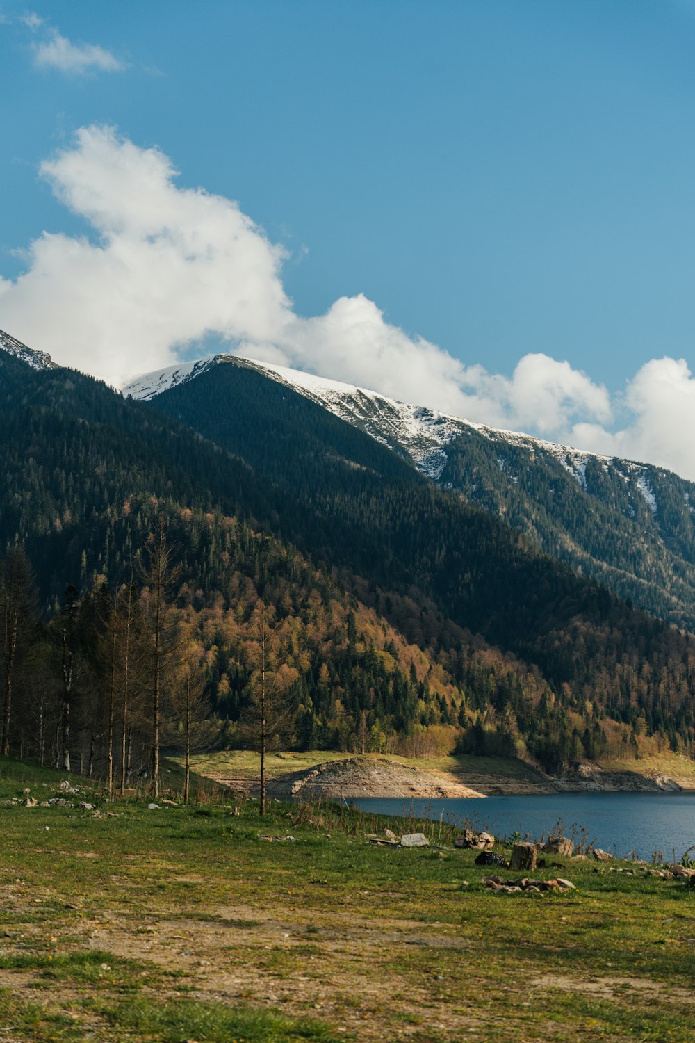 a horse standing in a field with mountains in the background