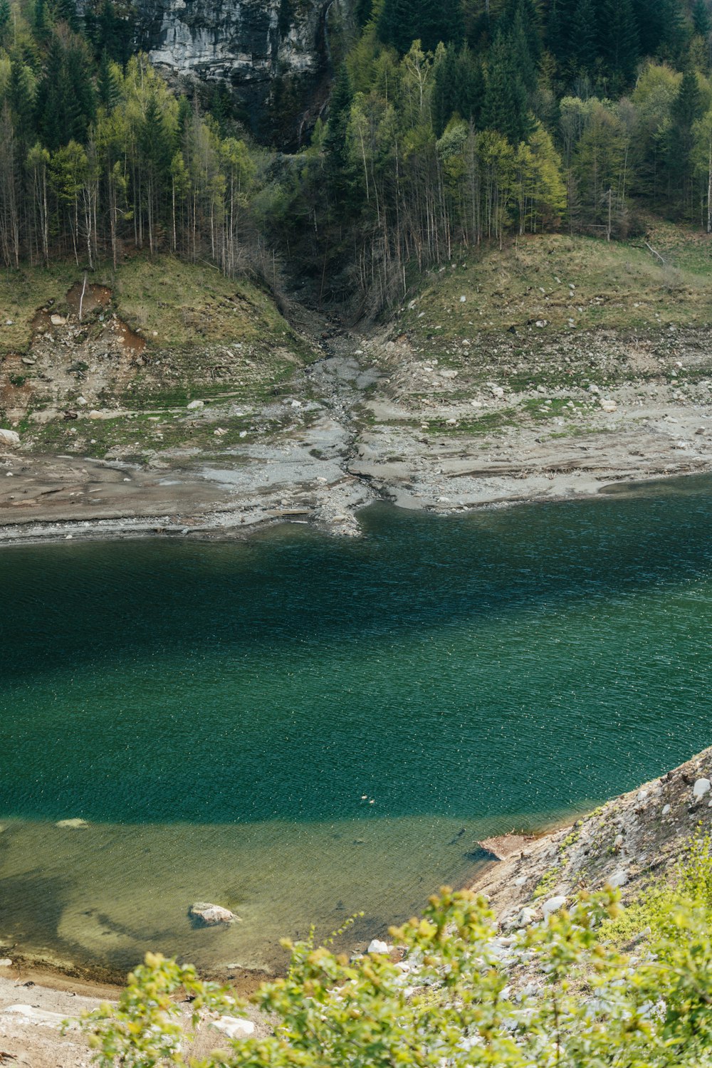 a lake surrounded by a forest filled with trees