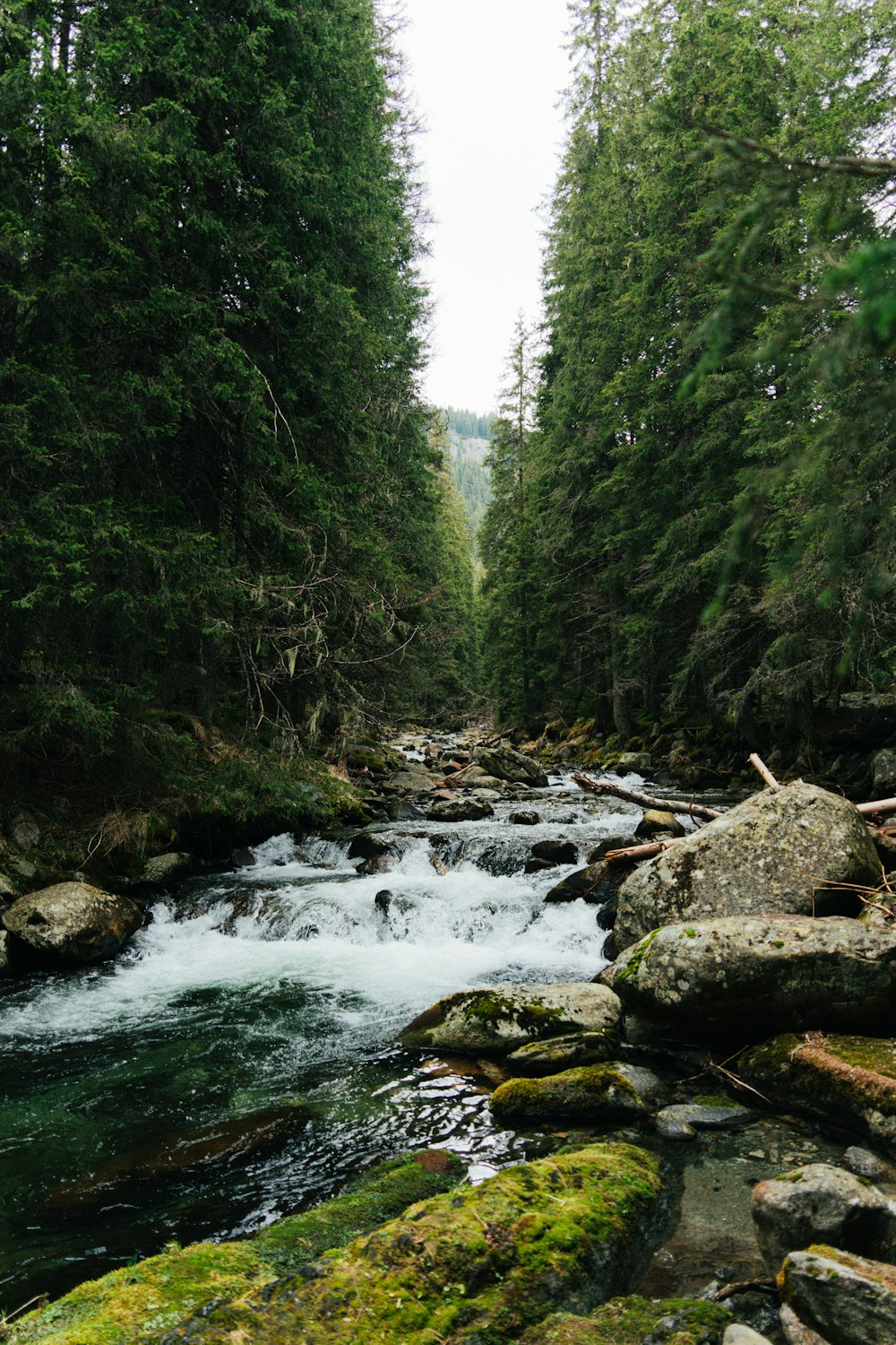 a river running through a lush green forest