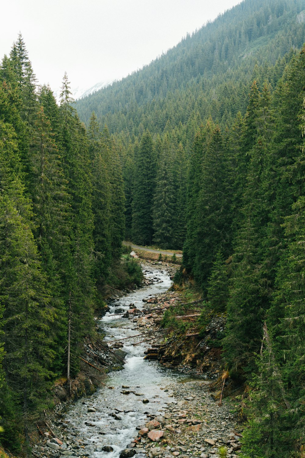 a river running through a lush green forest