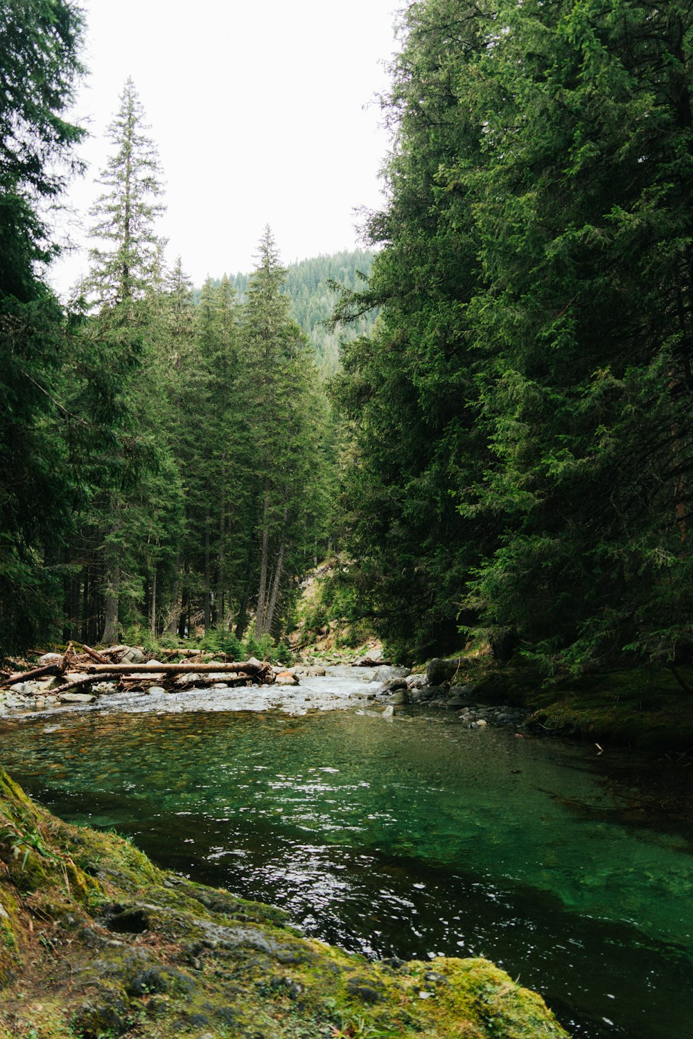 a river running through a lush green forest