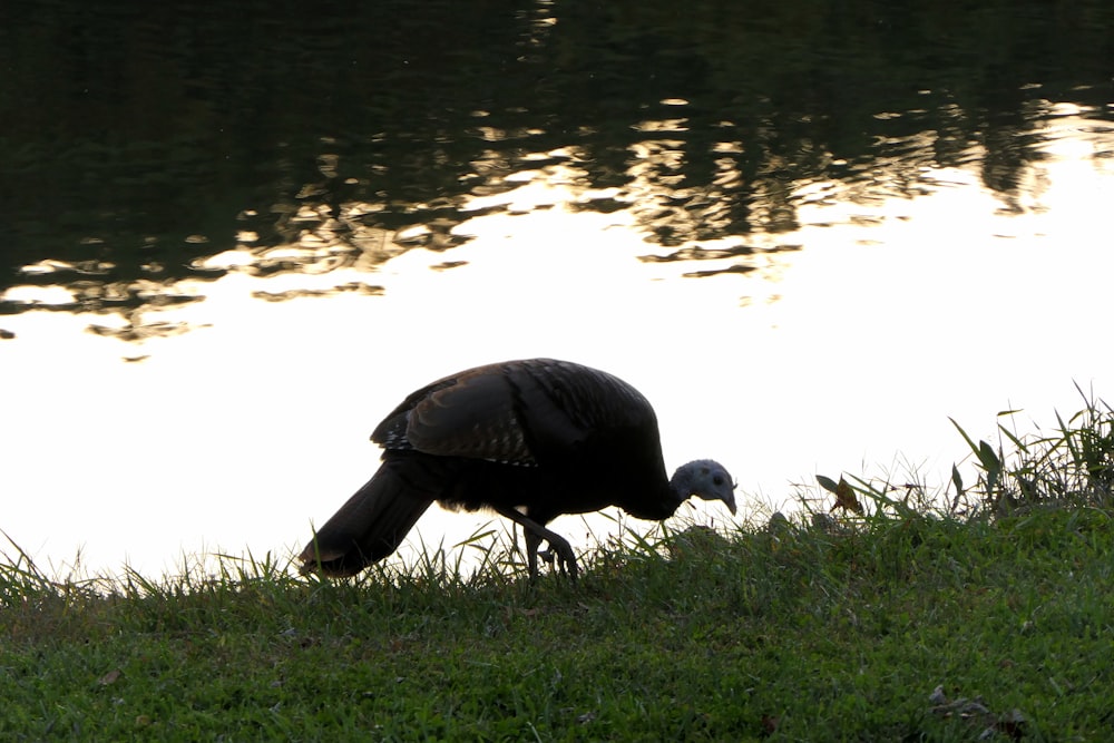 a large bird standing next to a body of water