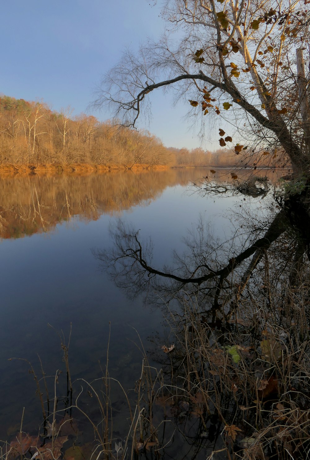 a body of water surrounded by a forest