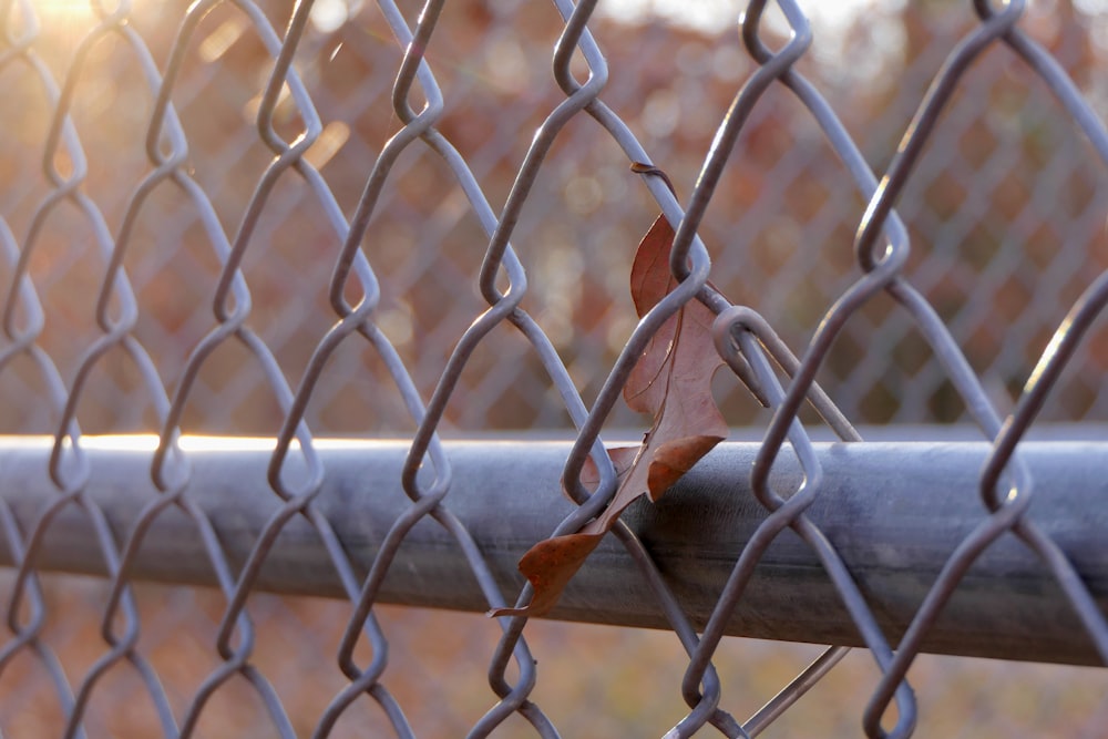 a leaf that is sitting on the side of a fence