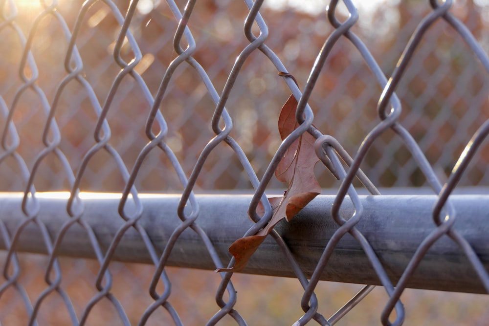 ein Blatt, das an der Seite eines Zauns sitzt