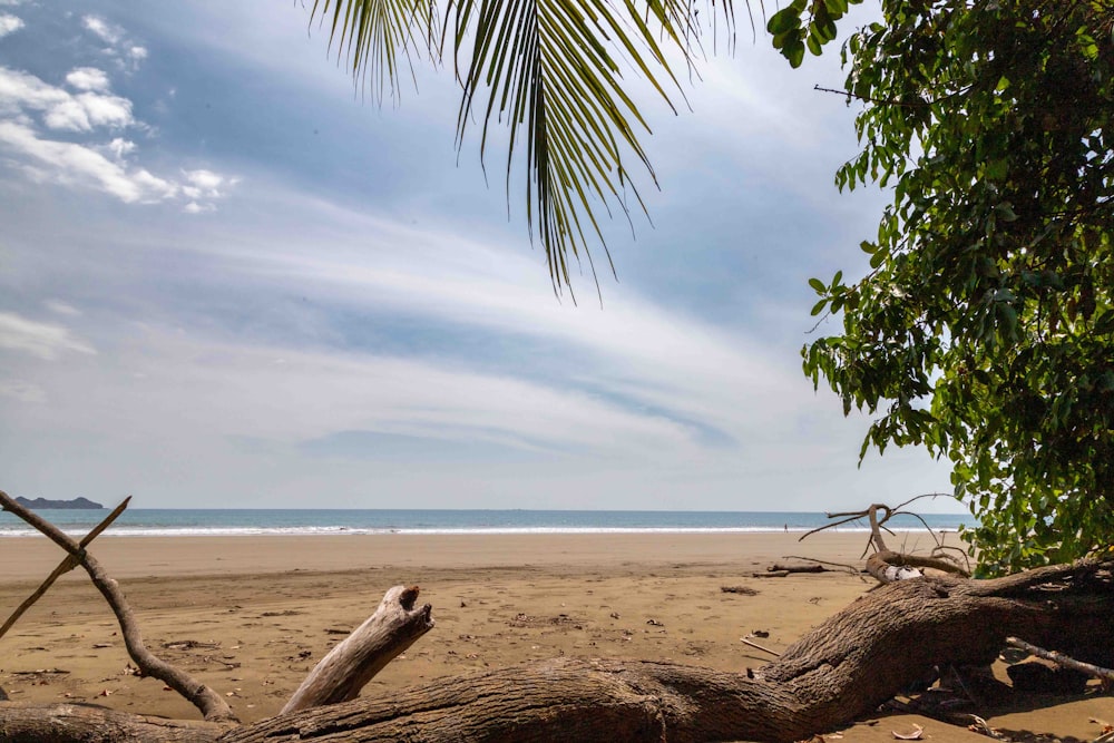 a tree branch laying on top of a sandy beach