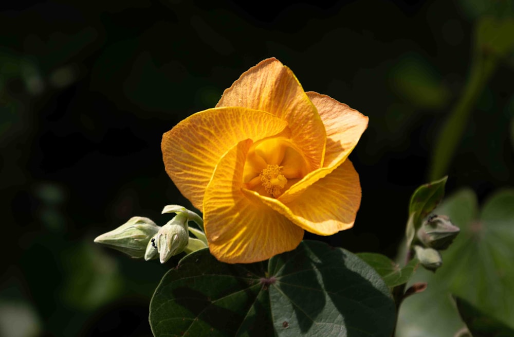 a yellow flower with green leaves in the background