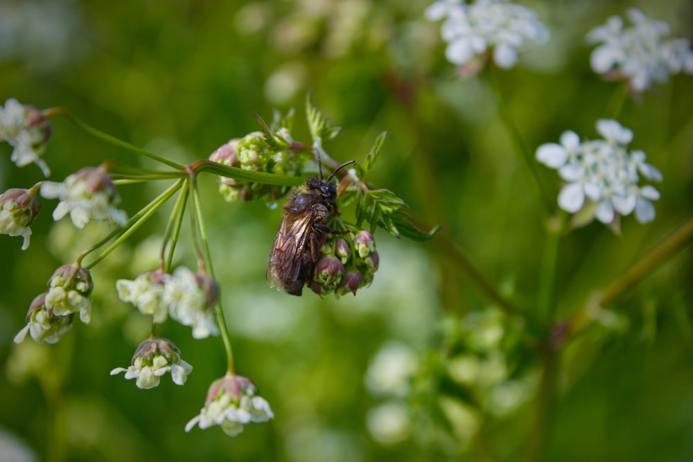 a close up of a flower with a bee on it