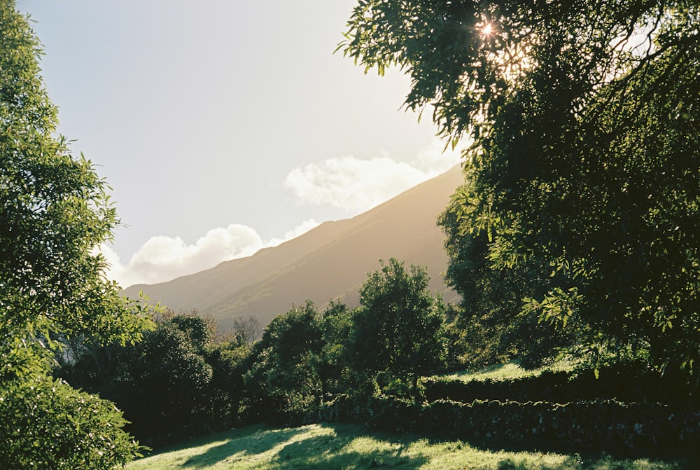 a lush green field with trees and a mountain in the background