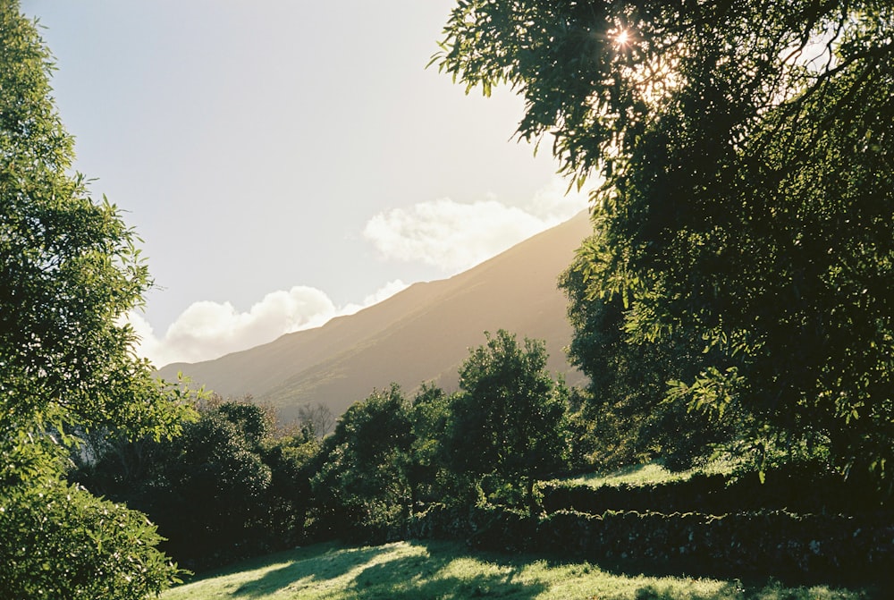 Un exuberante campo verde con árboles y una montaña al fondo