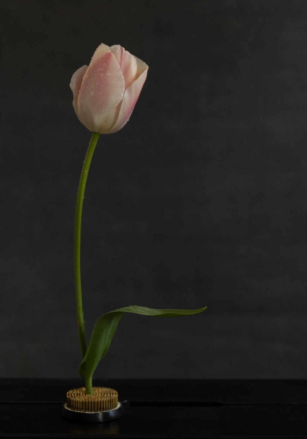 a single pink tulip in a small vase