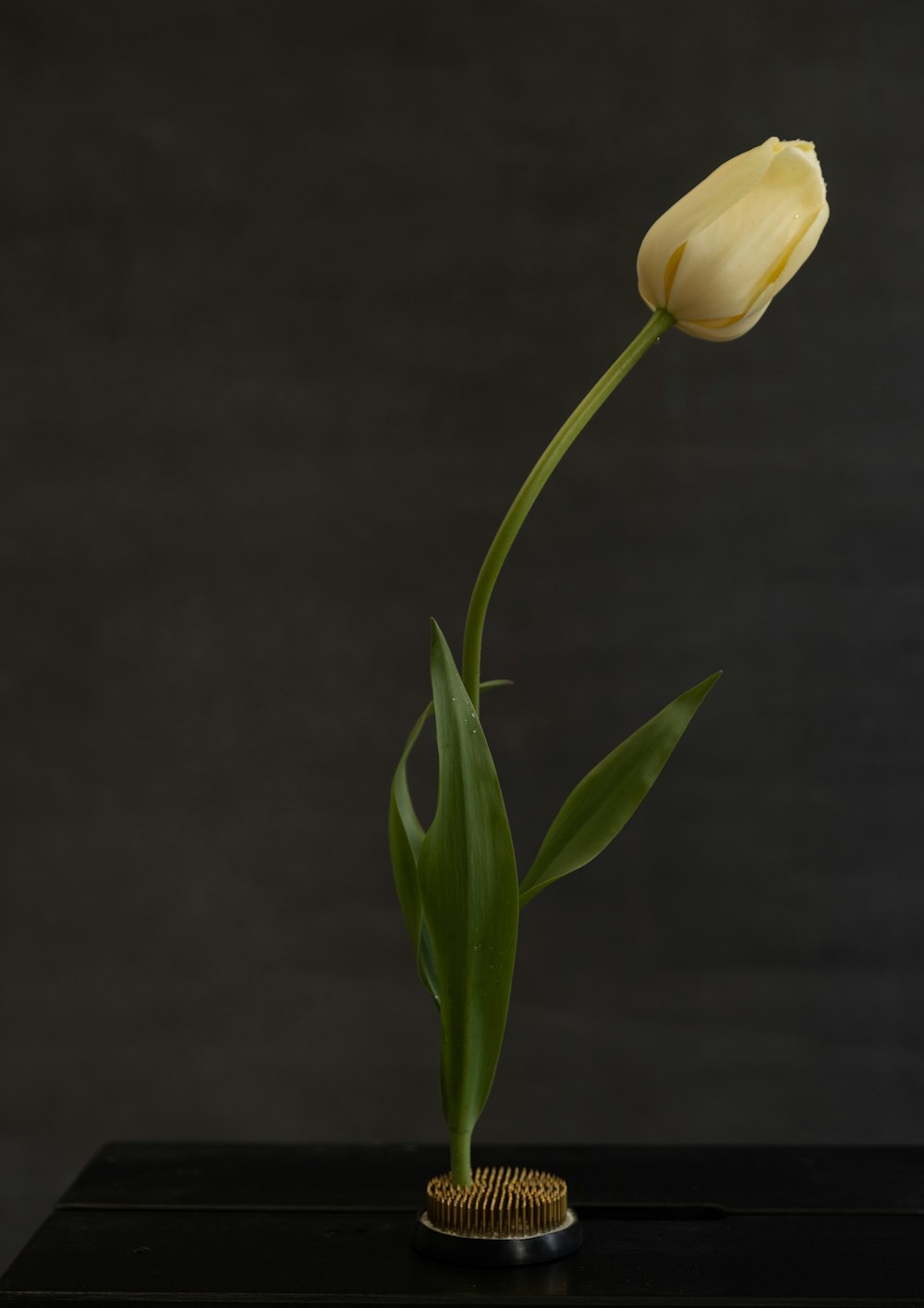 a single yellow tulip in a black vase