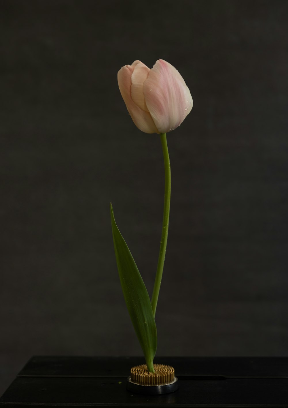 a single pink tulip sitting in a vase