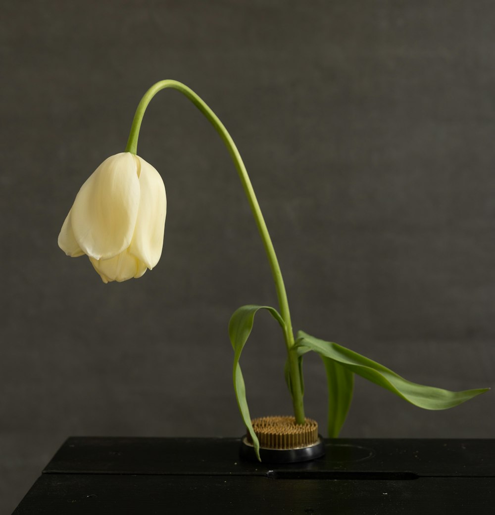 a single white flower is in a vase