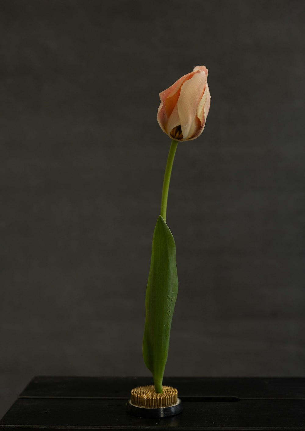 a single pink flower in a vase on a table