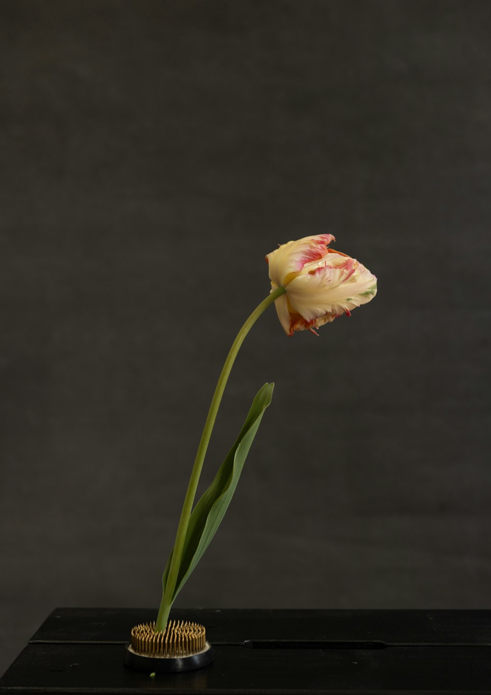 a single flower in a vase on a table