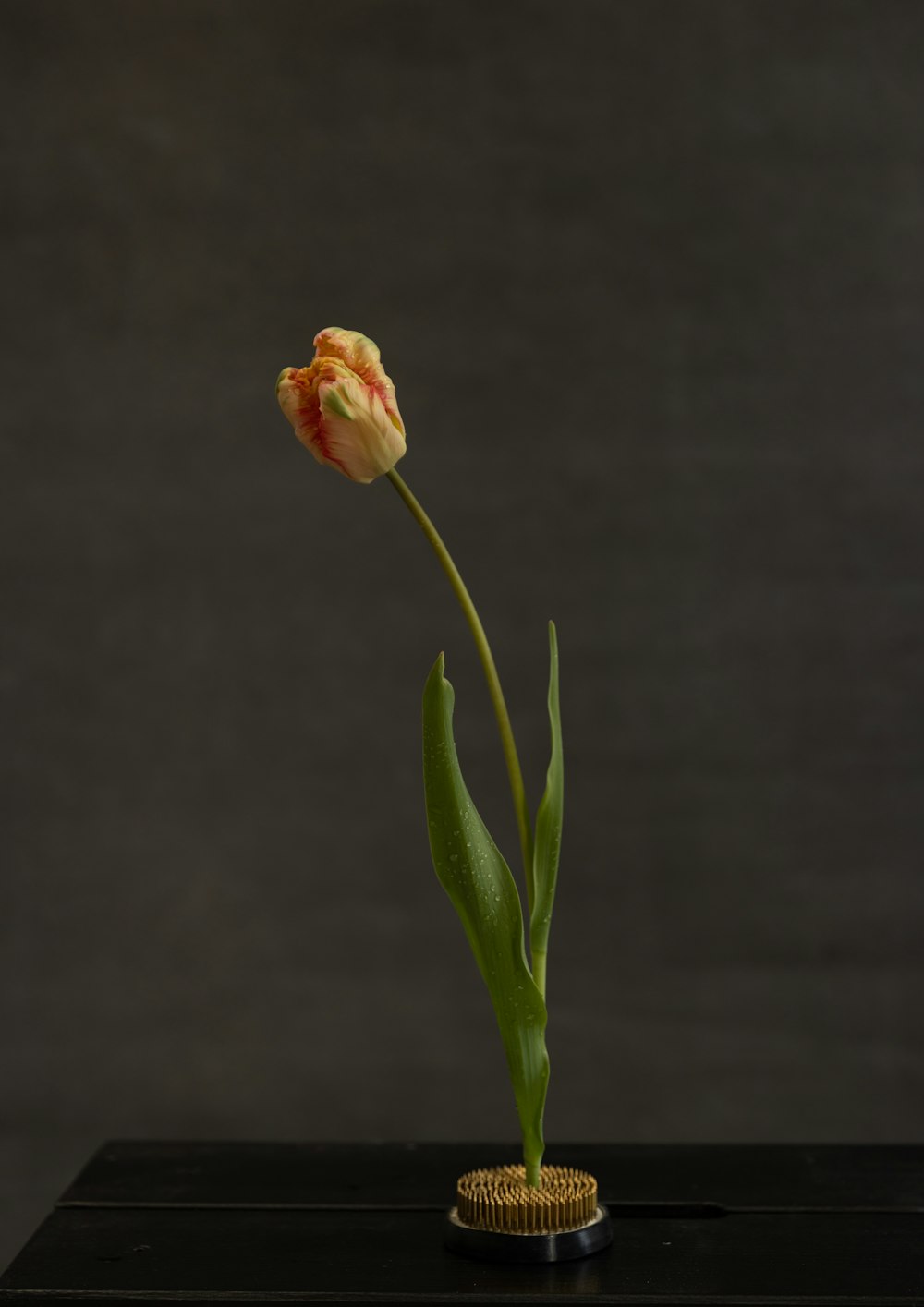 a single tulip in a vase on a table