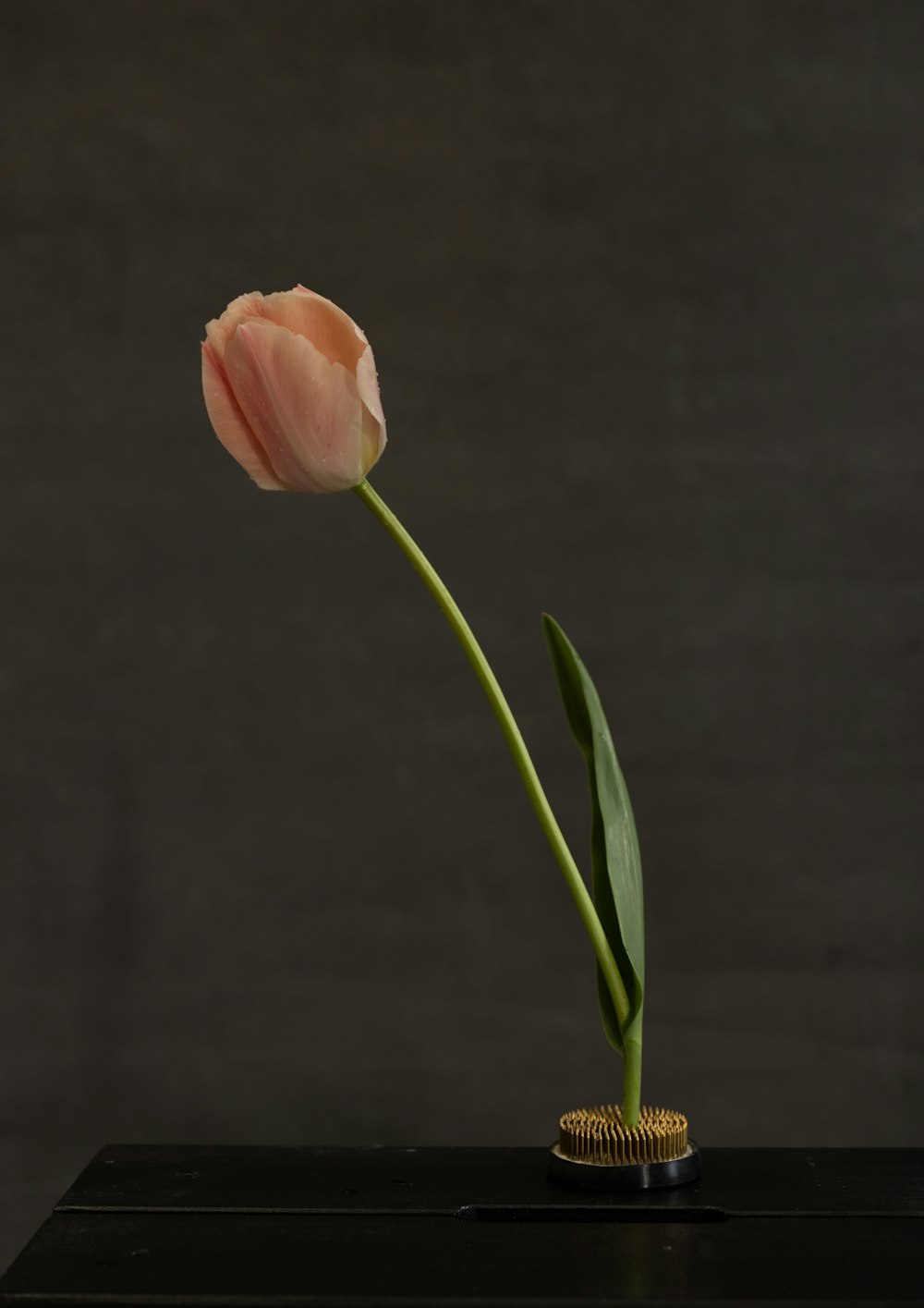 a single pink tulip in a black vase