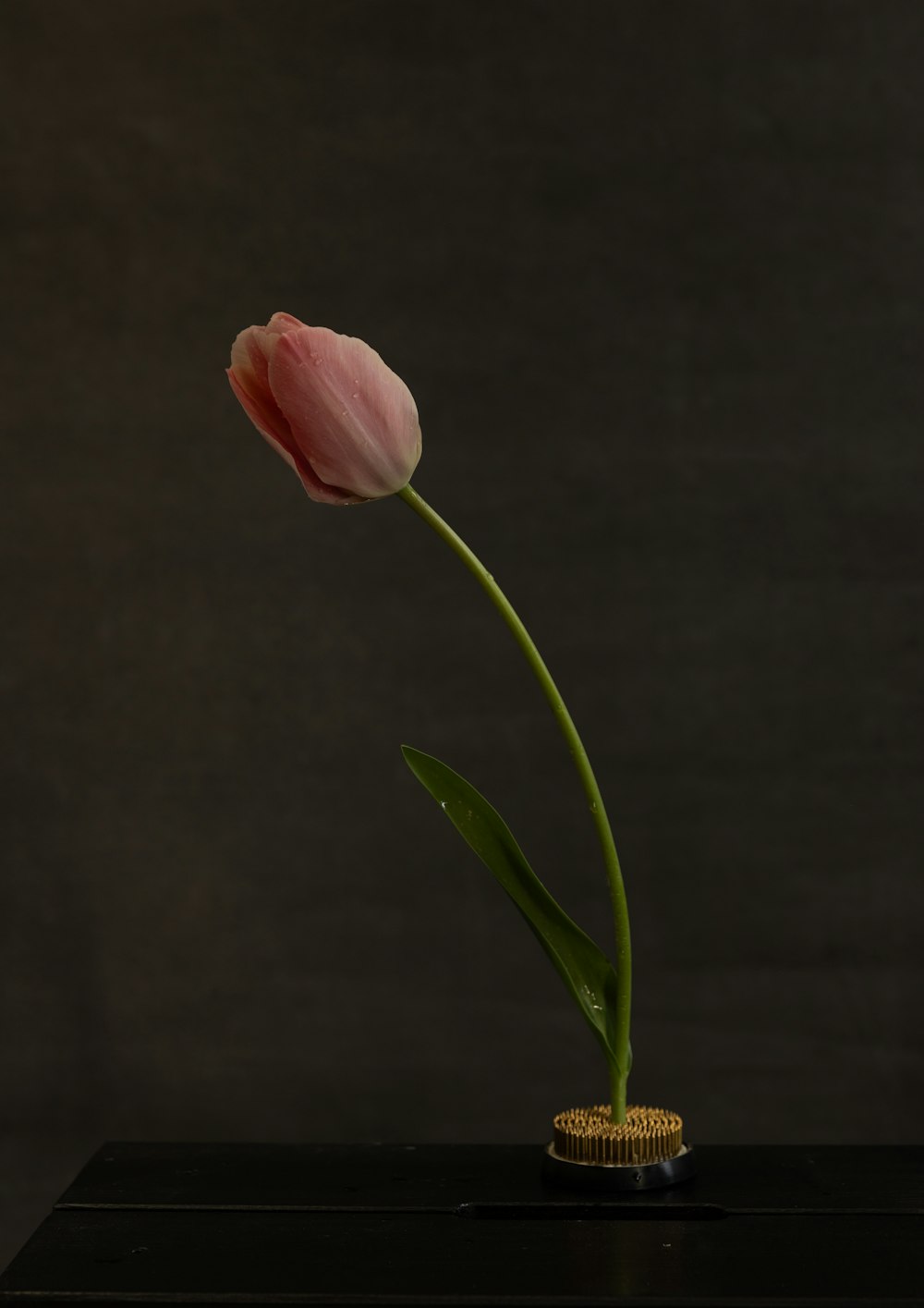 a single pink tulip in a small vase