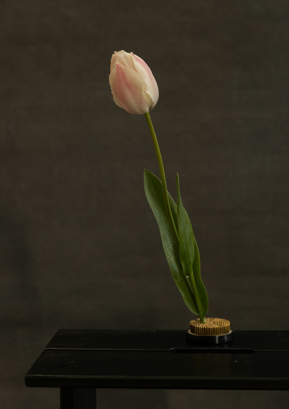 a single white tulip sitting on top of a table