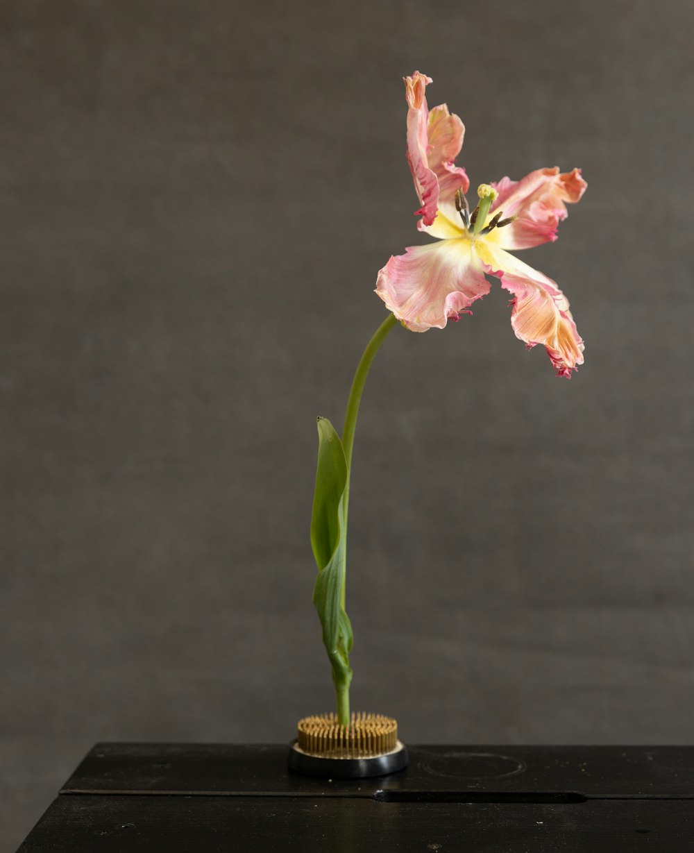 a pink flower with a green stem in a vase