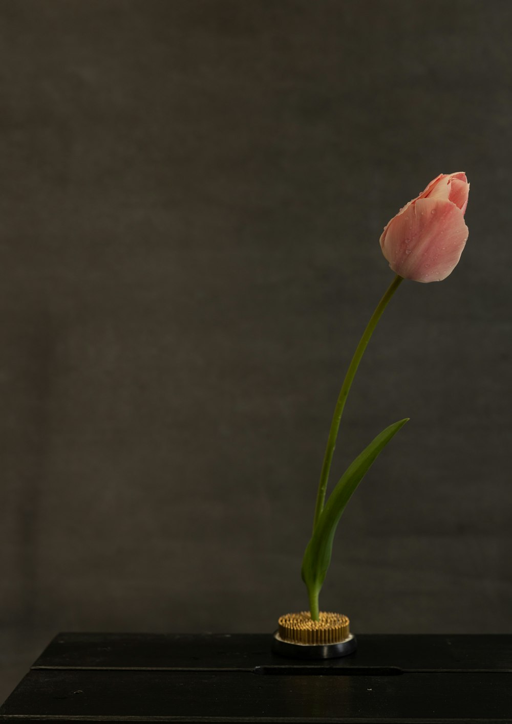 a single pink tulip in a small vase