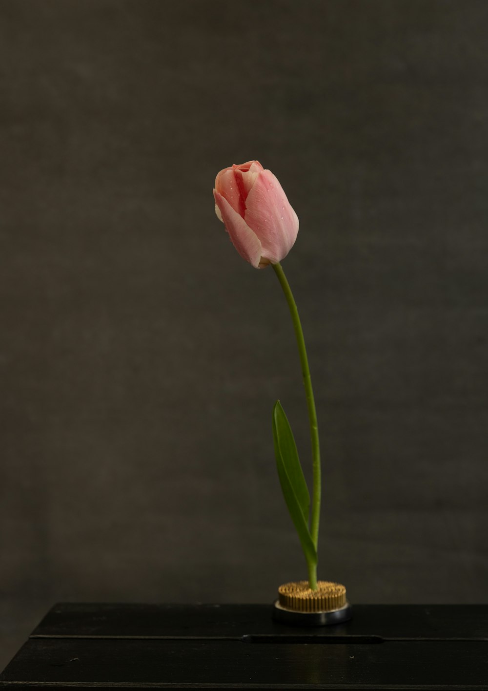 a single pink tulip in a small vase