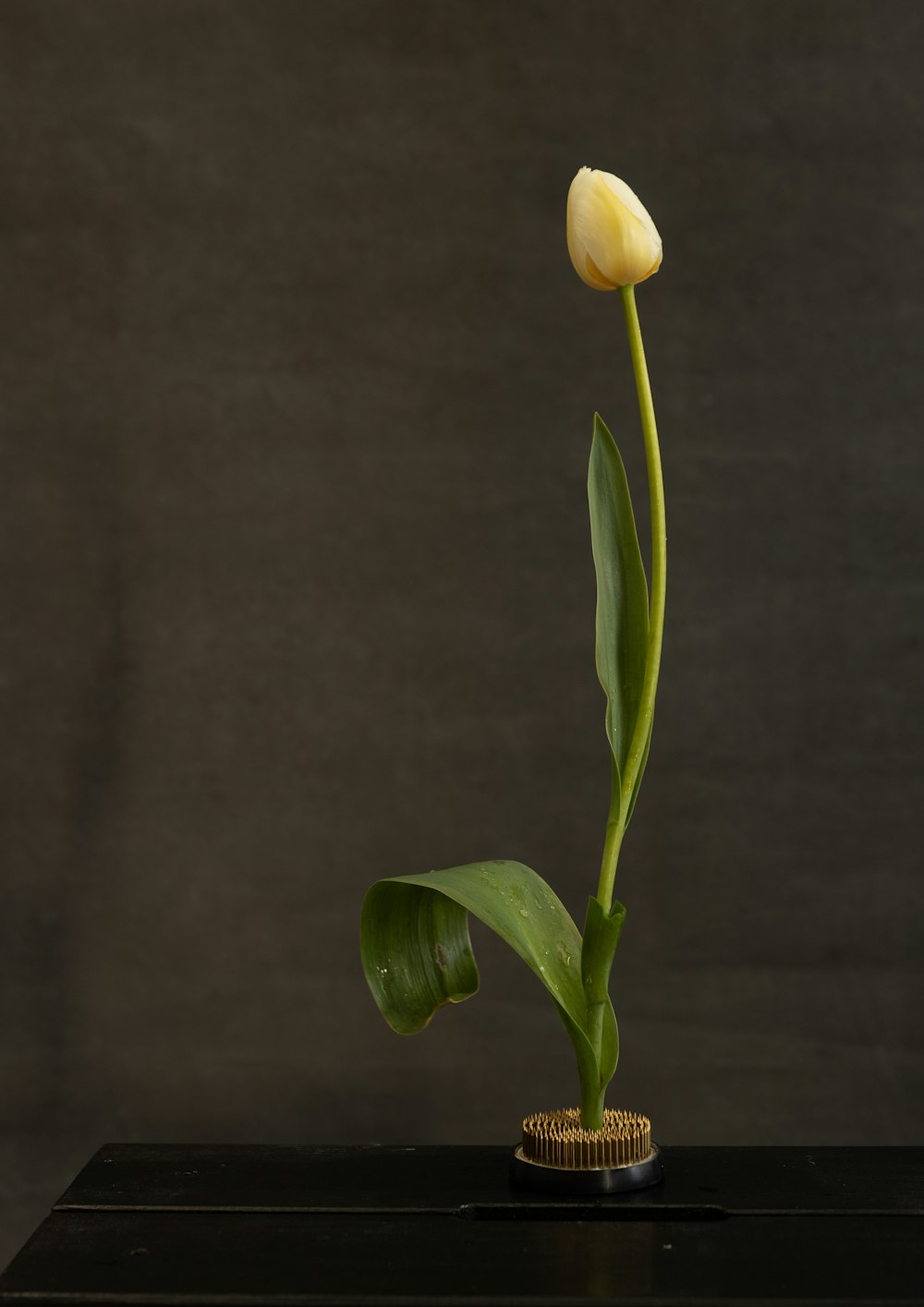 a single yellow tulip in a black vase